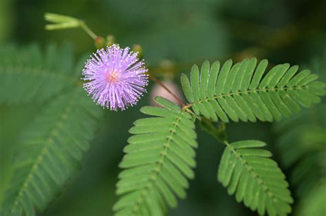 How To Care For Sensitive Plant: A Comprehensive Guide