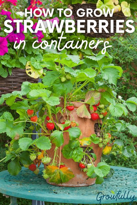 How To Care For Strawberries In A Container