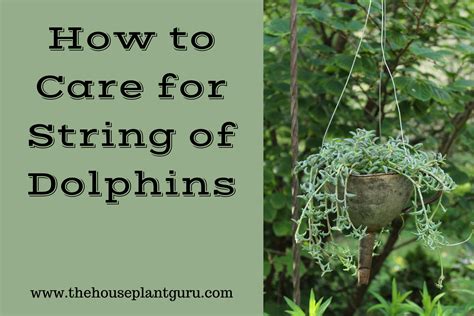 How to Care for String of Dolphins The Houseplant Guru