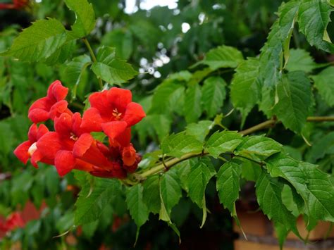 how to care for trumpet vine