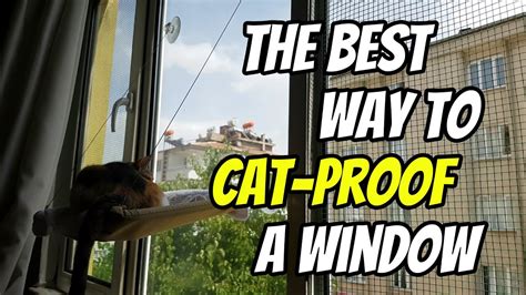 How To Cat Proof A Window Screen