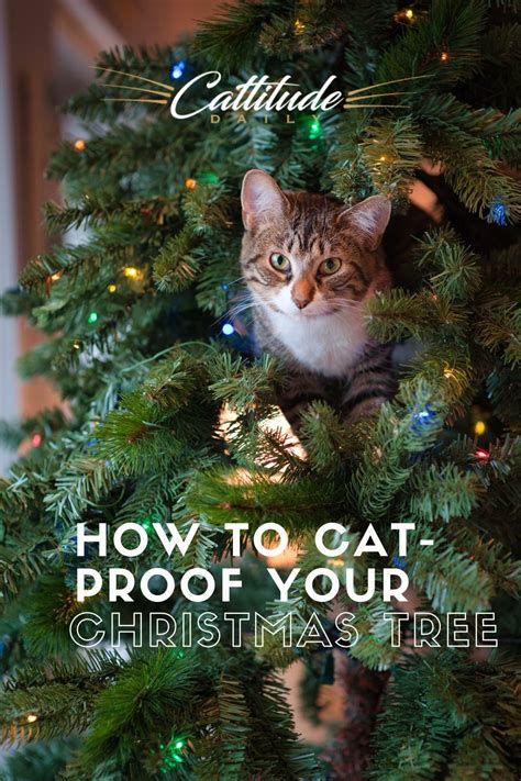 How To Cat Proof Your Tree