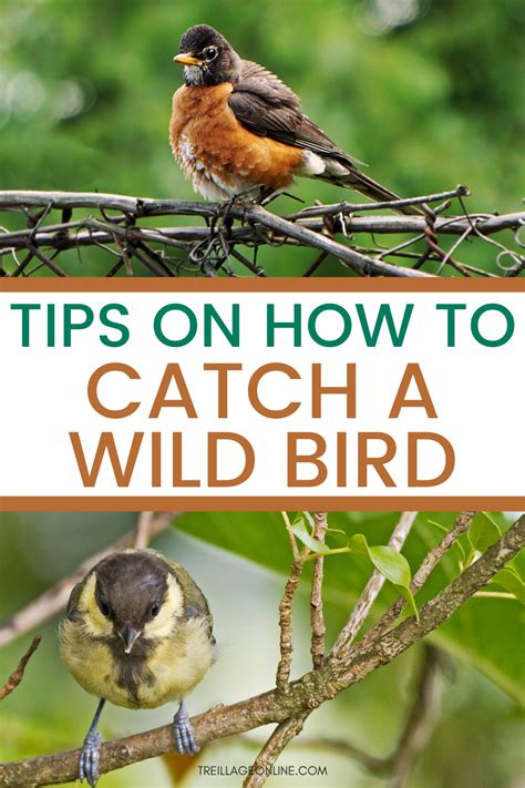 how to catch a bird