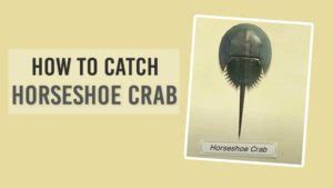 how to catch a horseshoe crab acnh