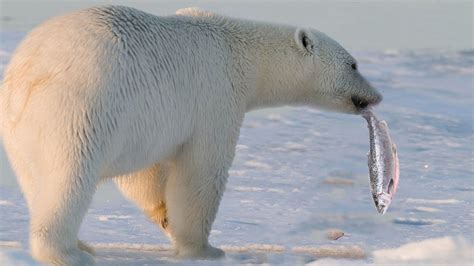 how to catch a polar bear