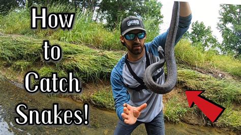 How To Catch A Python Snake