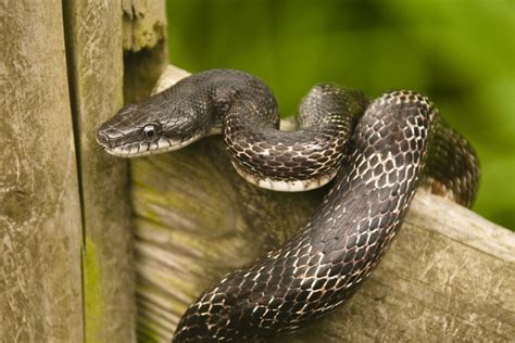 how to catch a rat snake