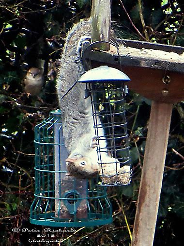 how to catch a squirrel in a trap with peanut butter