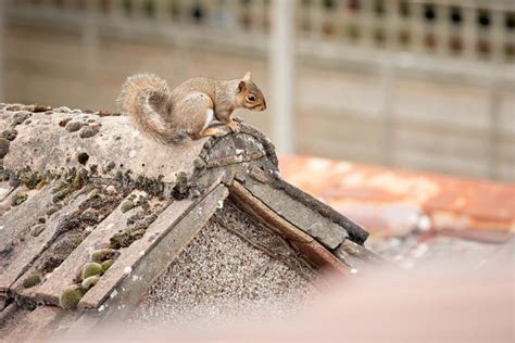 how to catch a squirrel in loft