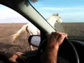 how to catch a wild horse