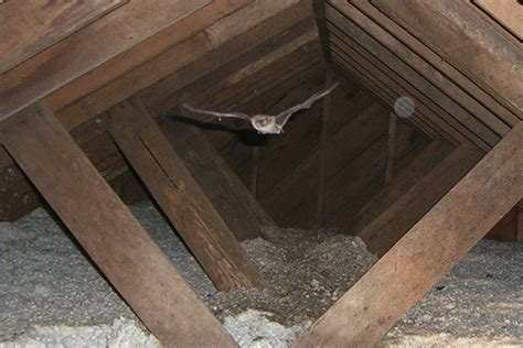 How To Catch Bats In Attic