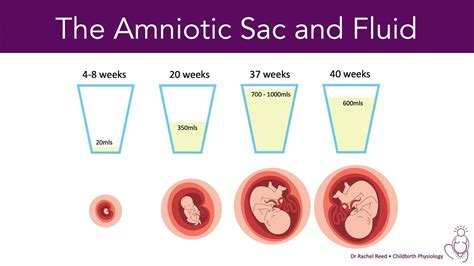 How To Check Amniotic Fluid Levels