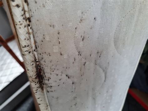 how to check for bed bugs in a mattress