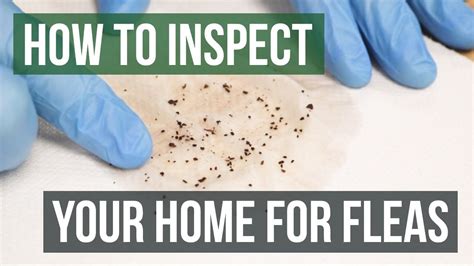 How To Check If Carpet Has Fleas