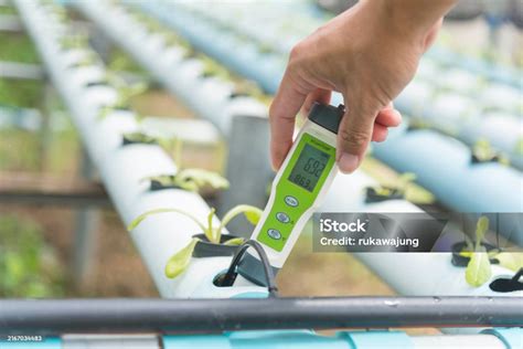 How To Check Ph In Hydroponics