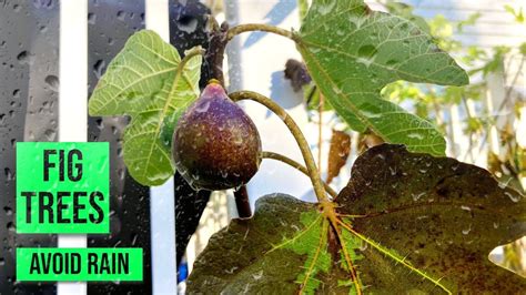 How To Choose A Fig Tree