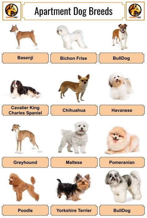 how to choose dog breed