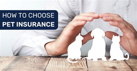 How to choose pet insurance