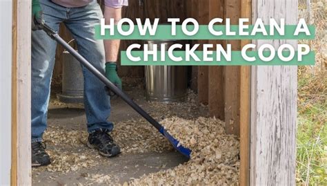 5 Tips for a Cleaner Coop with Less Effort The Chicken Chick®