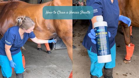 how to clean a male horse sheath