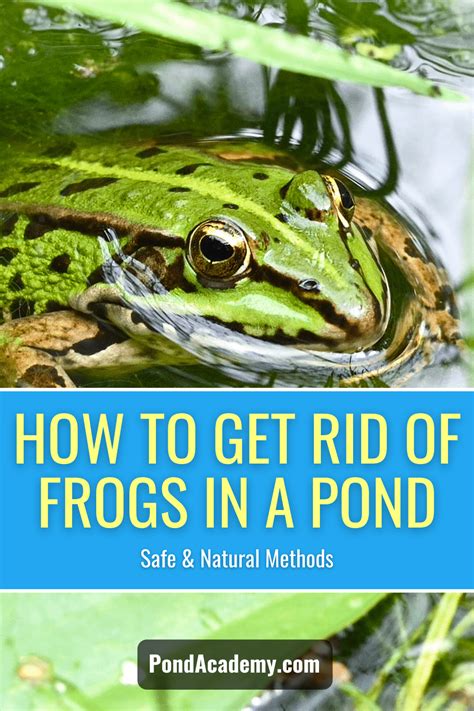 How To Clean A Pond With Tadpoles