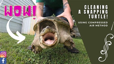 how to clean a snapping turtle with a garden hose