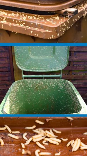 How To Clean A Trash Can With Maggots
