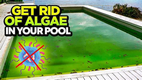 How To Clean Algae From A Pool Liner
