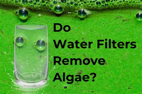 How To Clean Algae From Water Filter