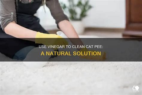 How To Clean Cat Pee From Carpet With Vinegar