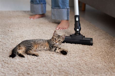 How To Clean Cat Vomit Off Upholstery