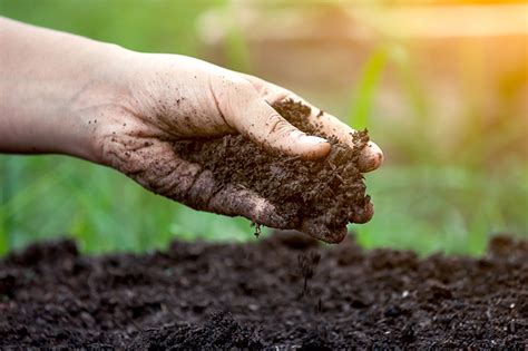 How To Clean Dirt For Plants