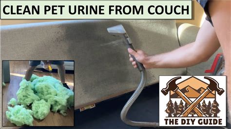 How To Clean Dog Pee From Couch Cushion
