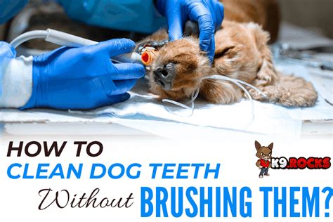 How To Clean Dog S Teeth Without Toothpaste