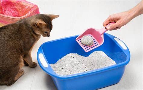 How To Clean Kitty Litter Box