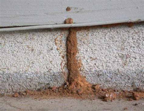 how to clean termite mud tubes