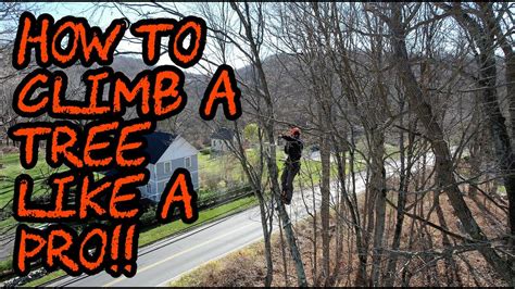 How To Climb A Tree And Cut It Down