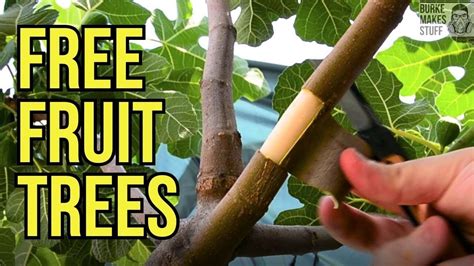 how to clone an apple tree from cuttings