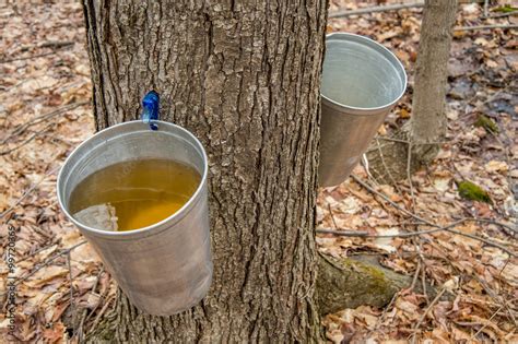 How To Collect Sap From Maple Tree