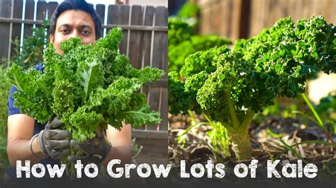 how to collect seeds from kale