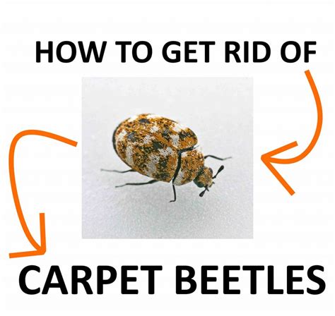 How To Combat Carpet Beetles