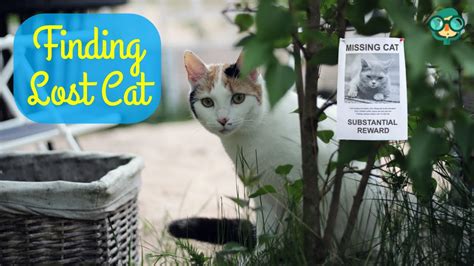 How To Communicate With A Missing Cat