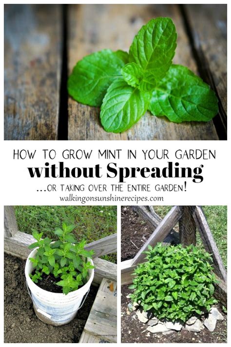 how to contain mint in garden