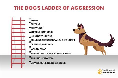 how to control a dog's aggression