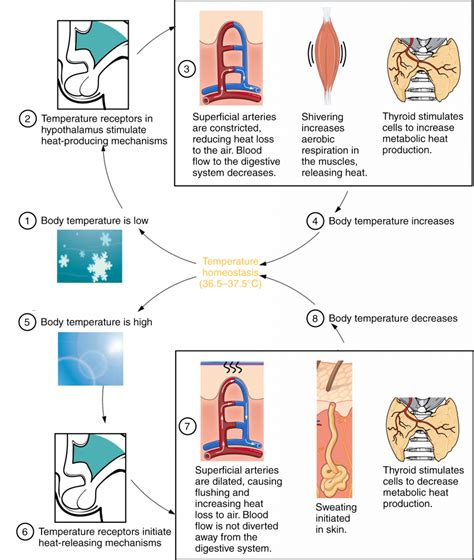 How To Control Core Body Temperature