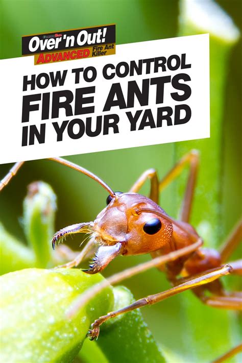 how to control fire ants in your yard