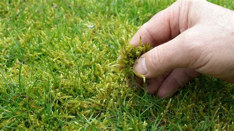 How To Control Moss In Grass
