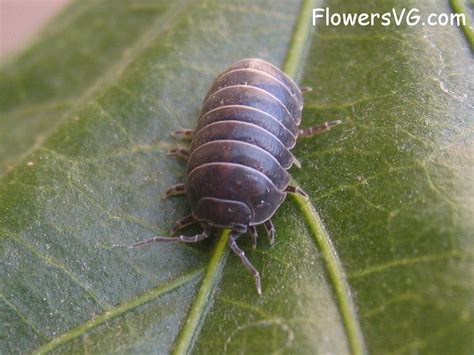 how to control rolly pollies in garden