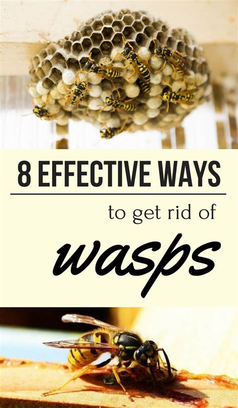 how to control wasps around the home