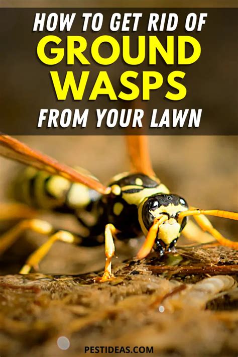 how to control wasps in yard